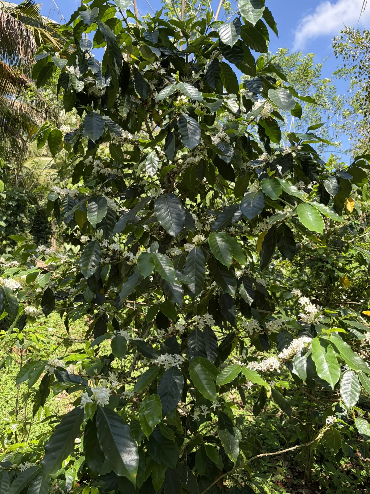 Flowering coffee growing among the green estate canopy