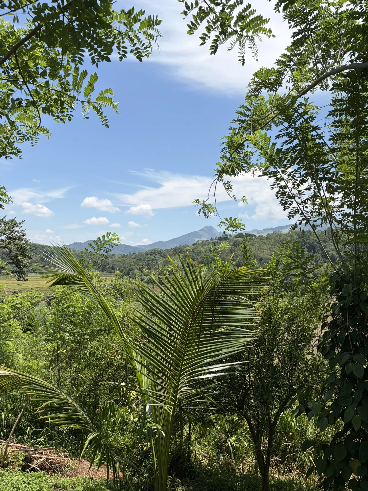 Lush green landscape surrounding the K1 estate in Matale